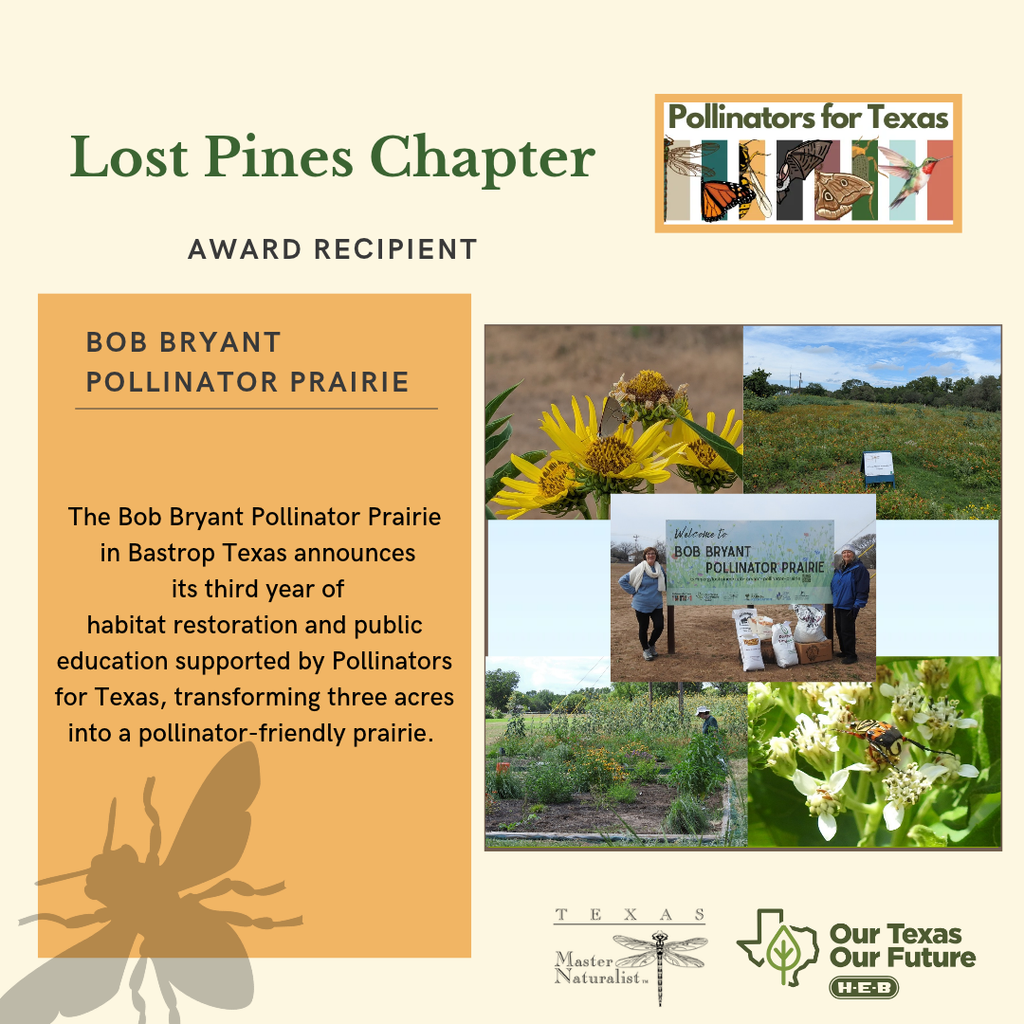 Lost Pines Chapter Bob Bryant Pollinator Prairie recognized as a 2026 Pollinators for Texas award recipient