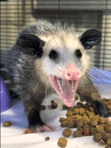 Opossum from Austin Wildlife Rescue in Elgin