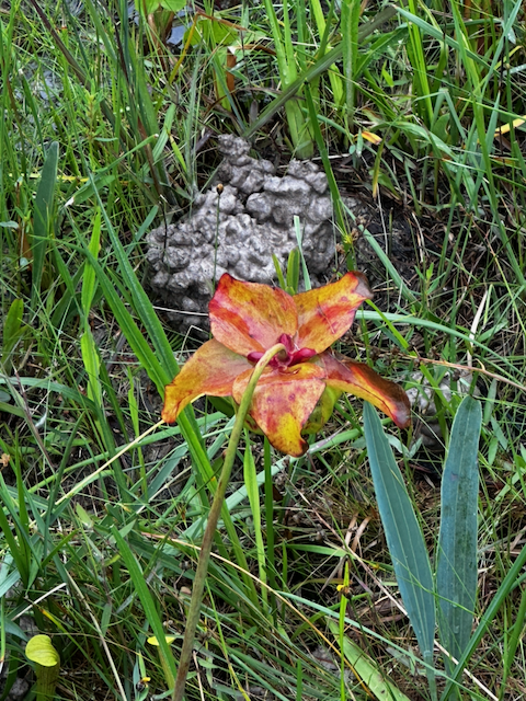 A flower of a pitcher plant next to a crawfish mound in Big Thicket National Preserve