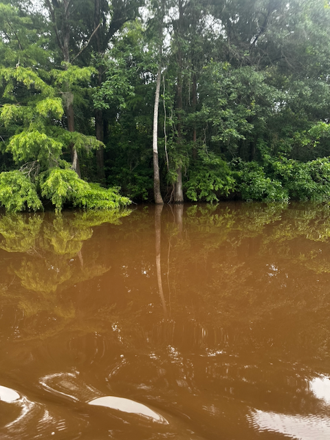 Tannin-stained blackwater along the forested bank of Pine Island Bayou.