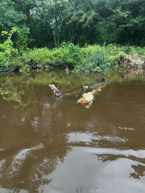 Shelf fungi growing on a fallen tree partly submerged in Pine Island Bayou.
