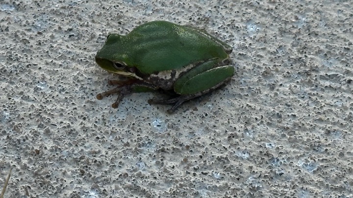 Tree frog observed in the butterfly gardens