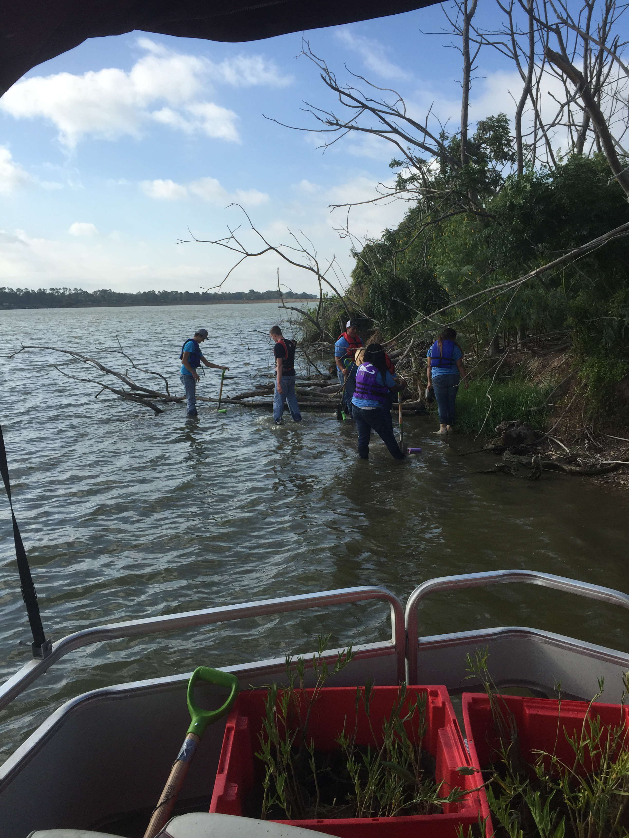 Water willows being planted by students into Lake Livingston