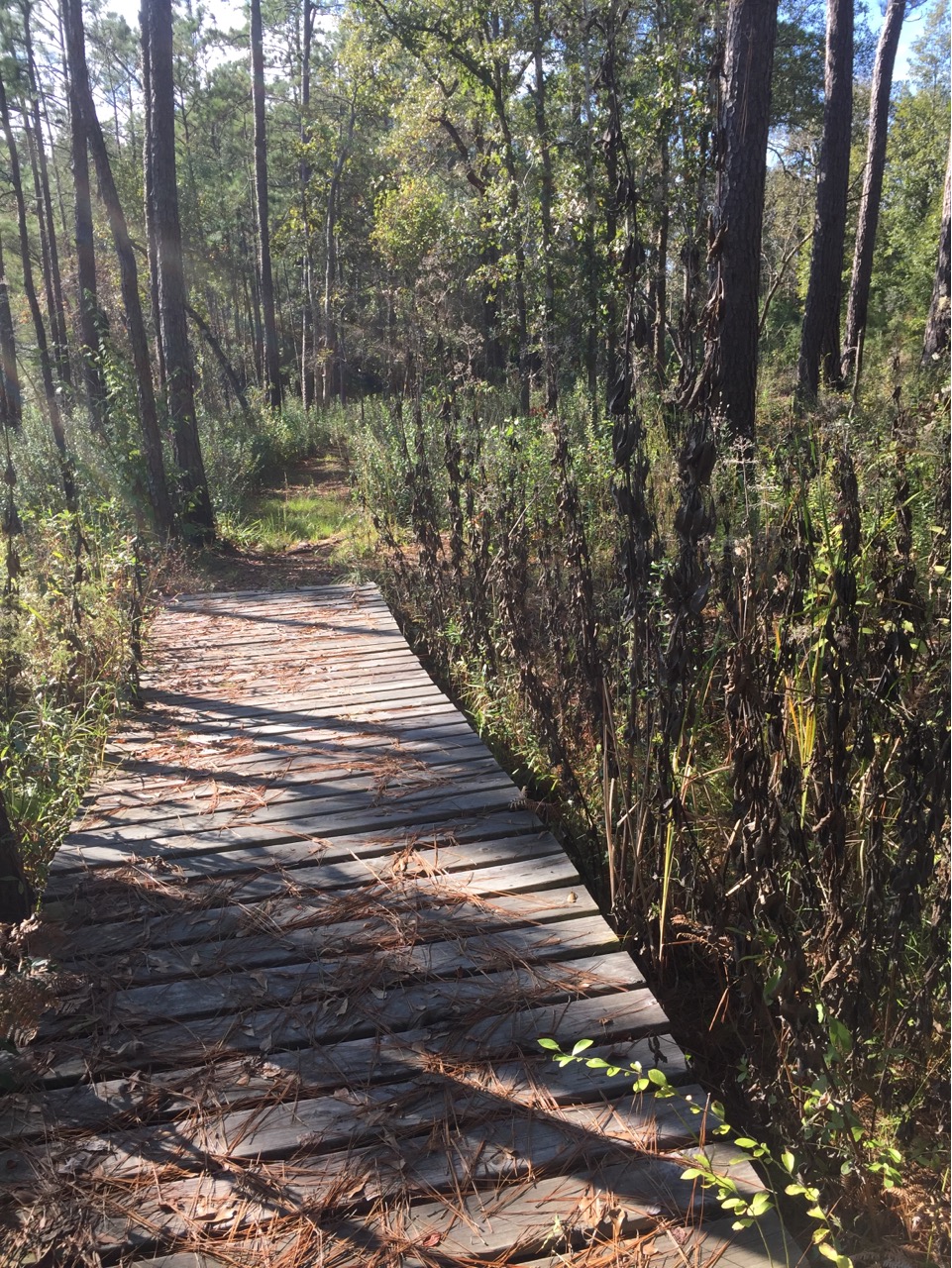 Wide boardwalk