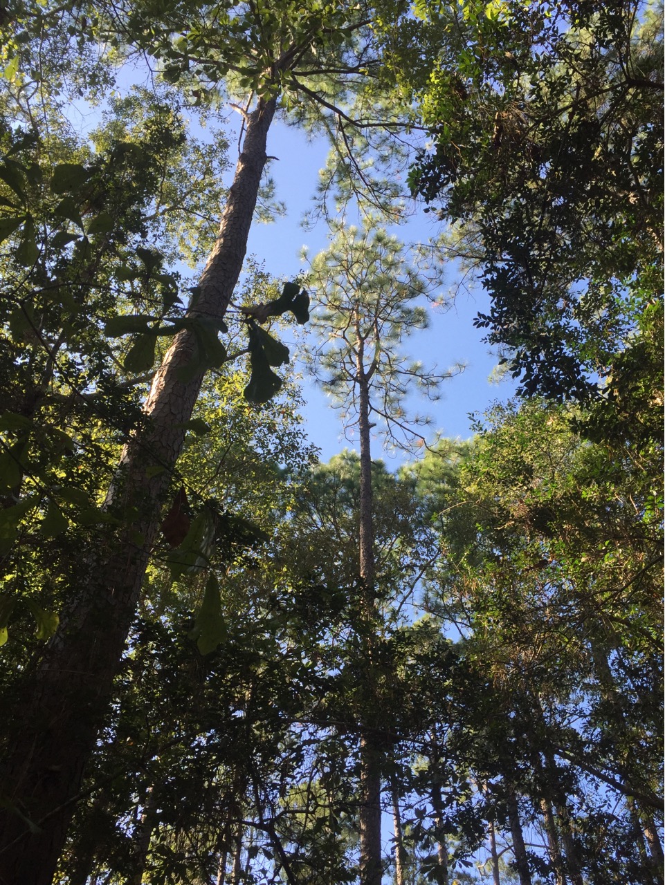 Longleaf Pine Tree (Pinus palustris)