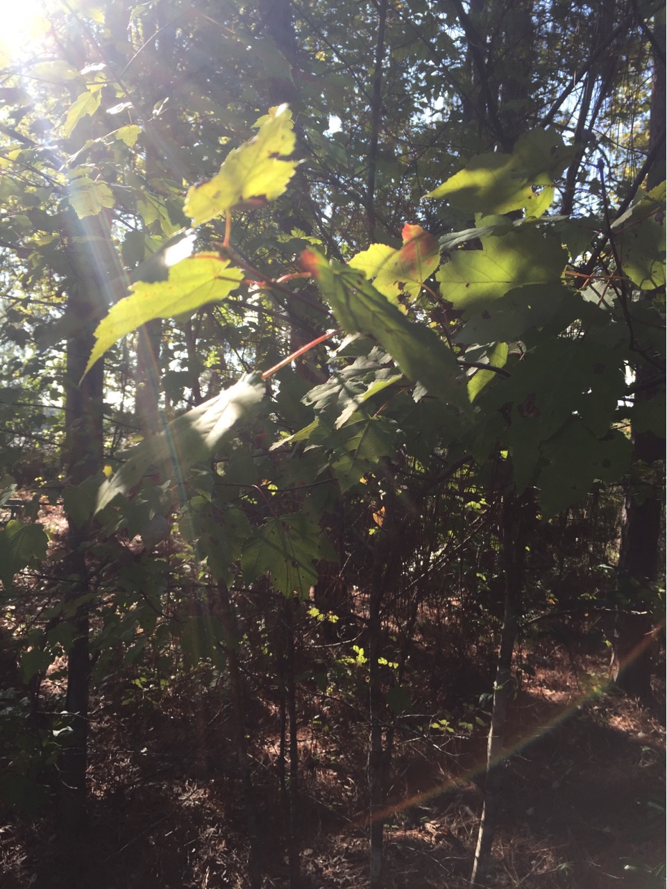 Red Maple (Acer rubrum)