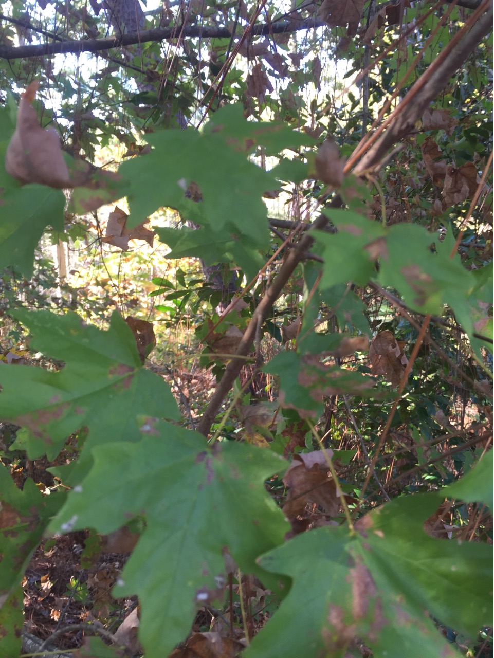 Southern Sugar Maple (Acer floridanum)