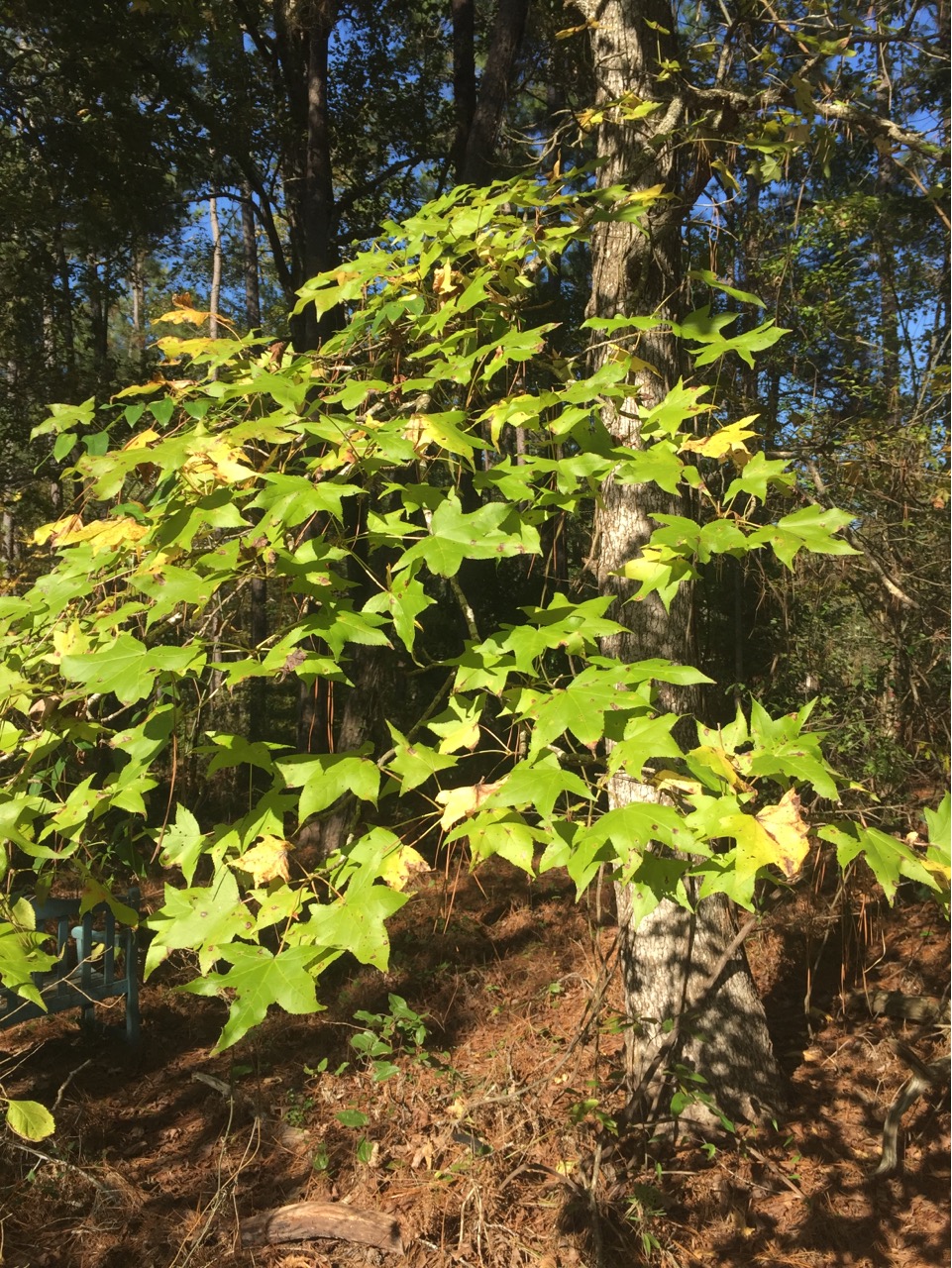 Sweet Gum along the trail