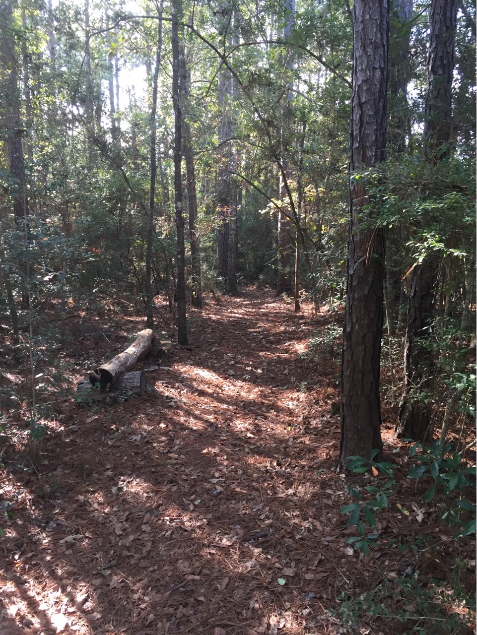 Primitive bench on the shady trail