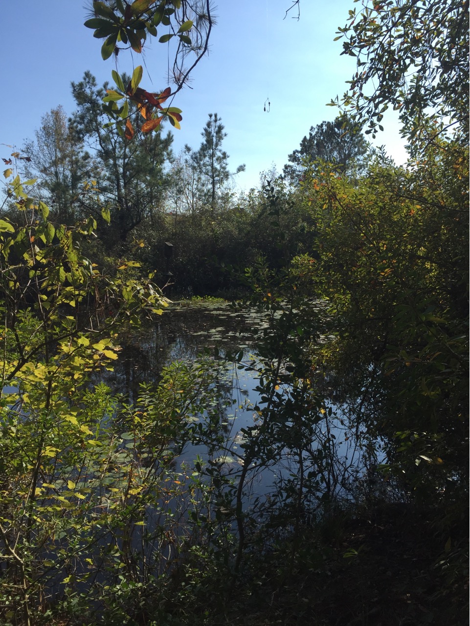 Shallow waters of Lake Hyatt