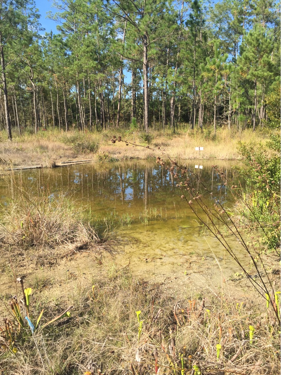 Pond on the savannah