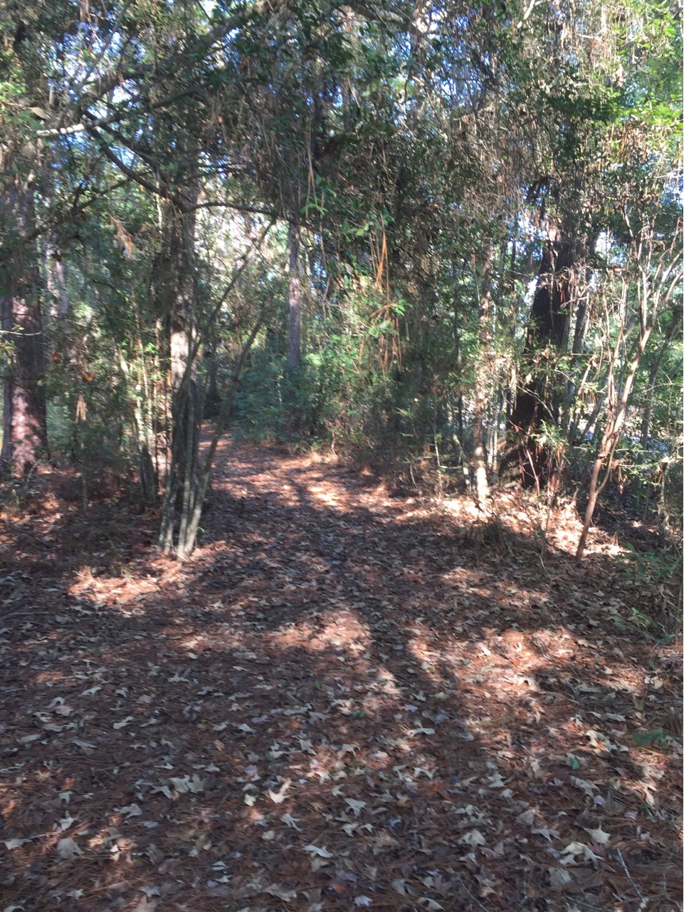 Shady trail near entrance