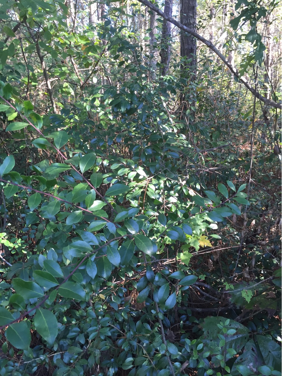 Gallberry Holly or Baygall Holly (Ilex coriacea)