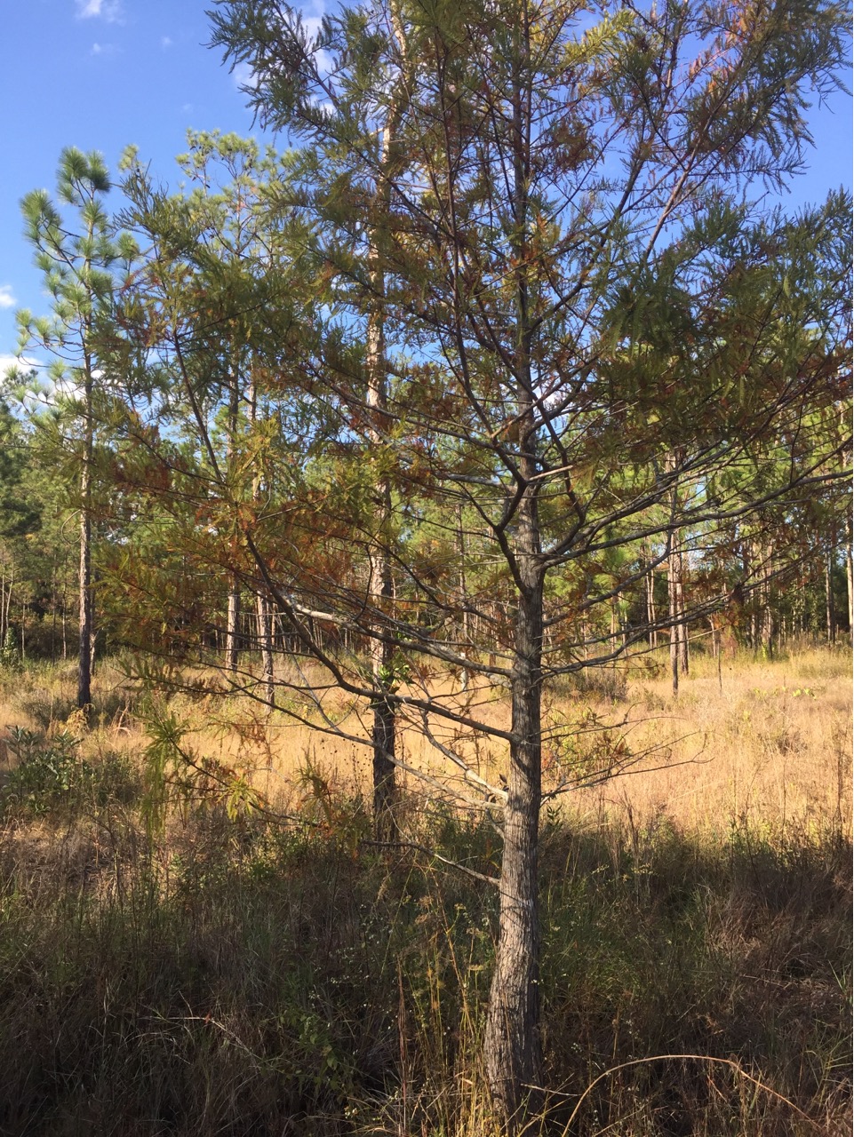 Bald Cypress (Taxodium distichum)