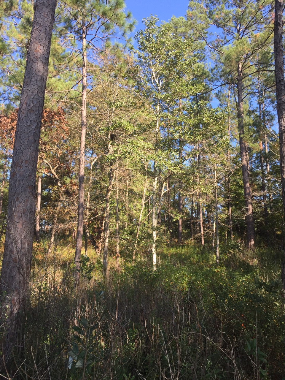 Sweet Bay Magnolia (M. virginiana)