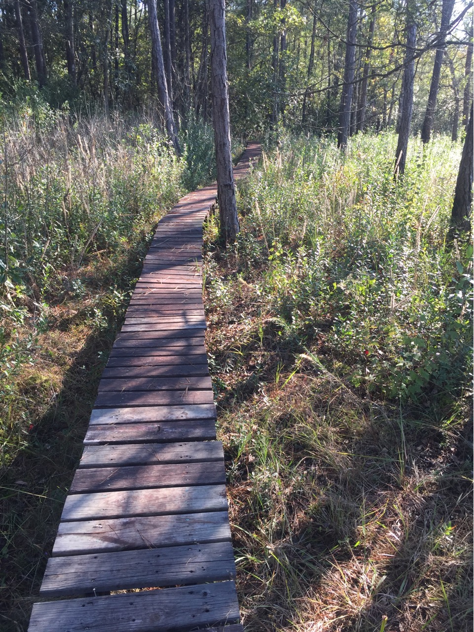 Narrow Boardwalk