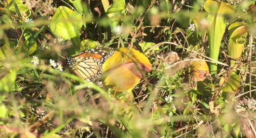 monarch_butterfly_in_Pitcher_Plant_field[1]