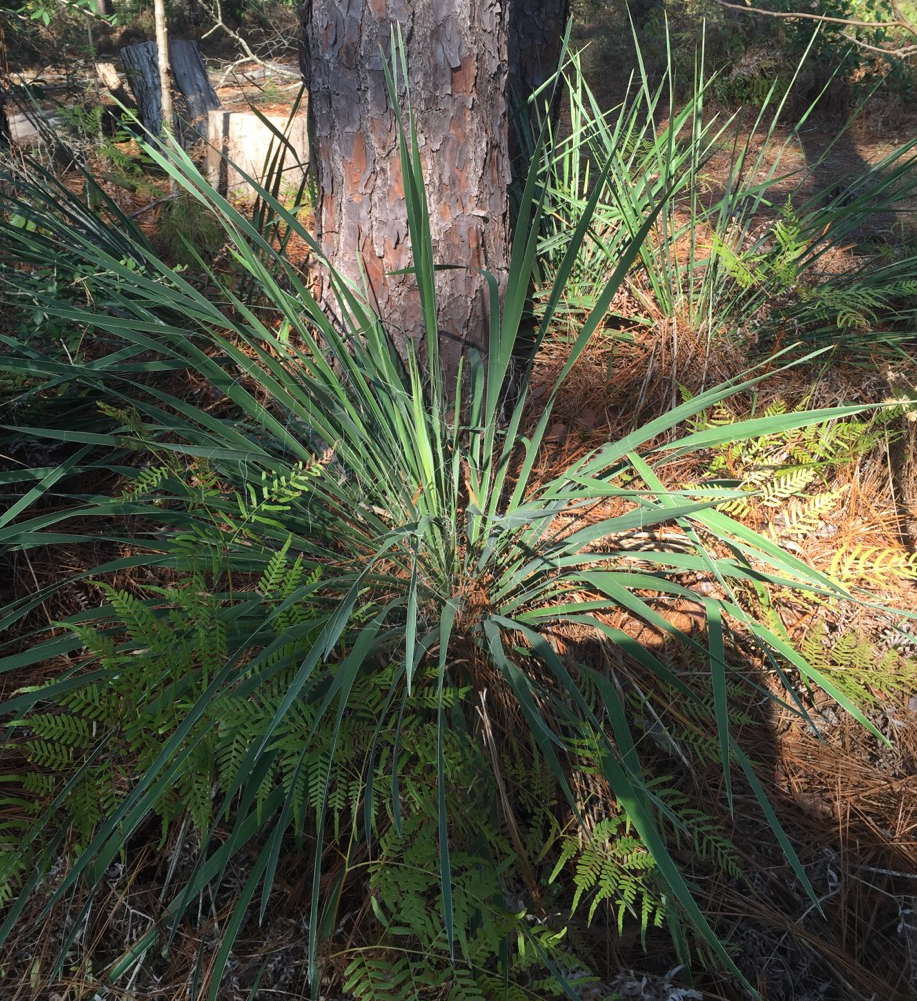 native_yucca_plant[1]