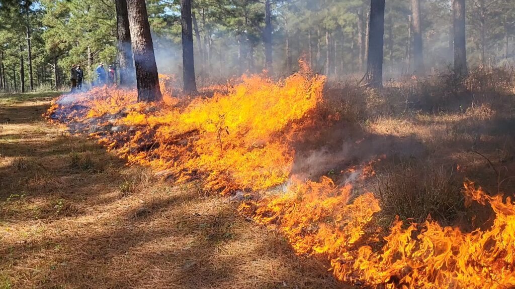 Prescribed Burn at Winston 8 Ranch Tree Farm