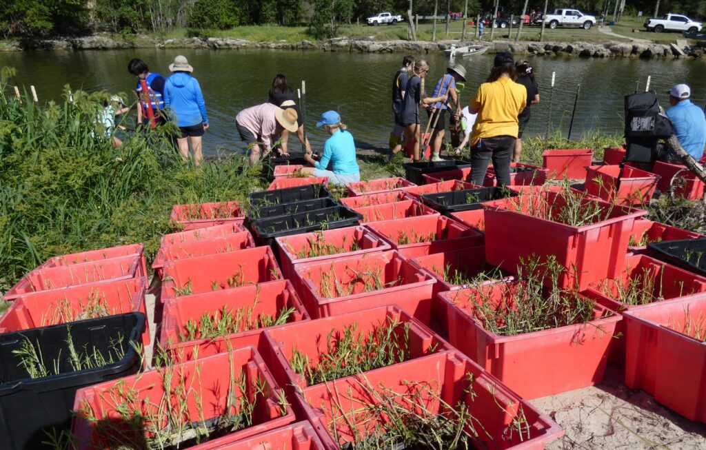 FoLL Water Willow Planting