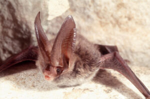 Rafinesques Big Eared Bat