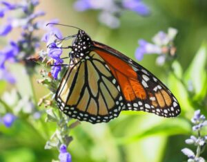 Monarch Butterfly