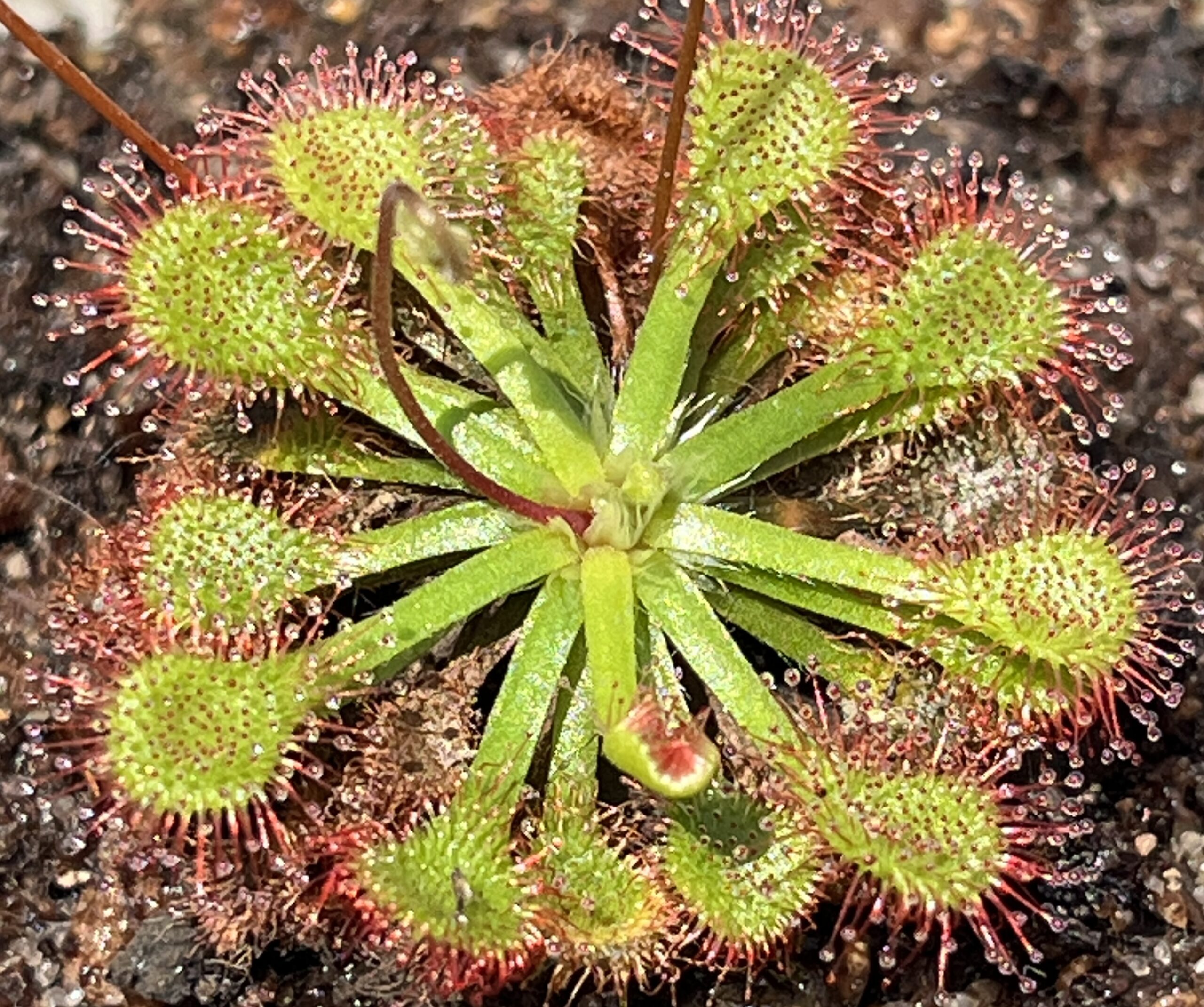 Carnivorous Plants of East Texas