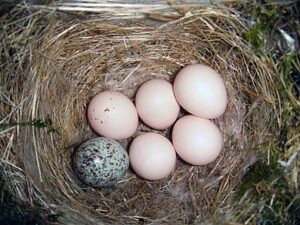 Cowbird slps egg into Eastern Phoebe's nest