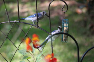 Blue Jays teach young to feed themselves