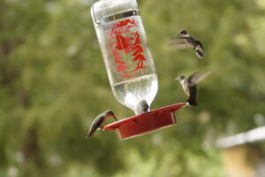 Hummer Frenzy