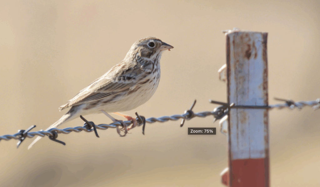 Vesper Sparrow. Photo by Chris Inbody. Vesper Sparrow. Photo by Chris Inbody.