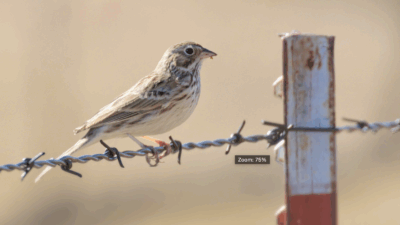 Vesper Sparrow. Photo by Chris Inbody.
