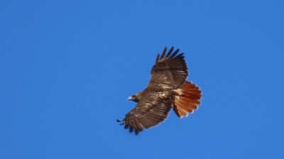 Red-tailed Hawk. Photo by Wendy Moore.