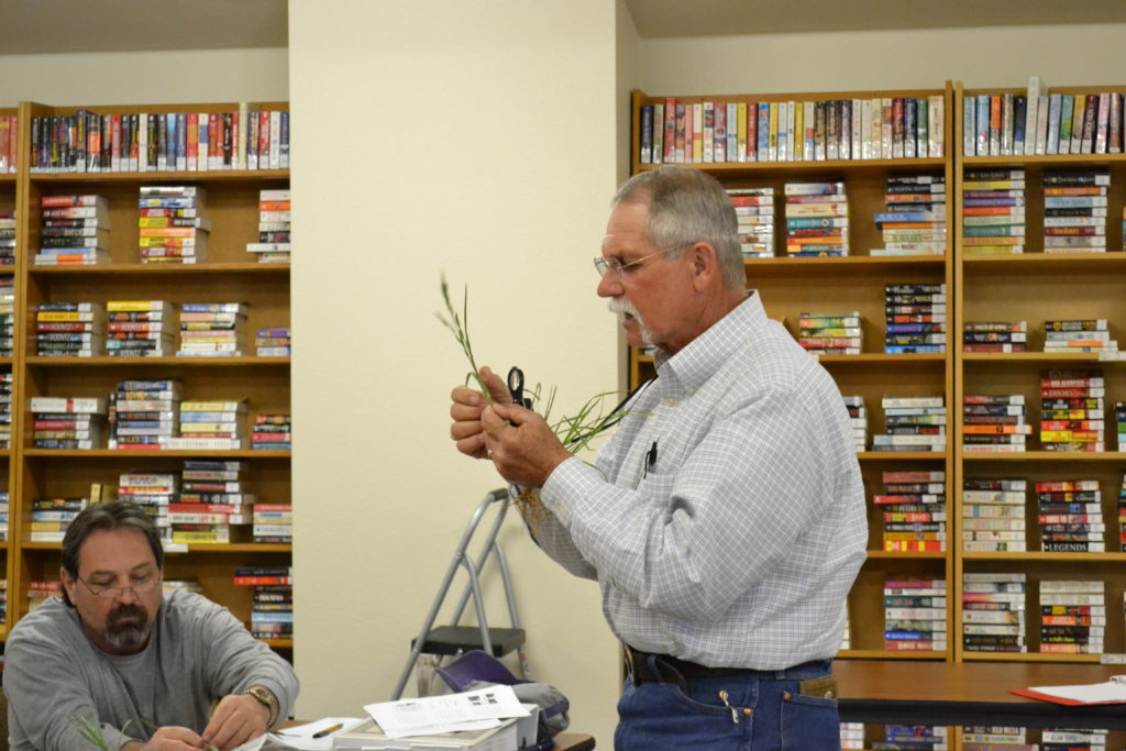 Man holding a grass plant and demonstrating how to identify the grass.