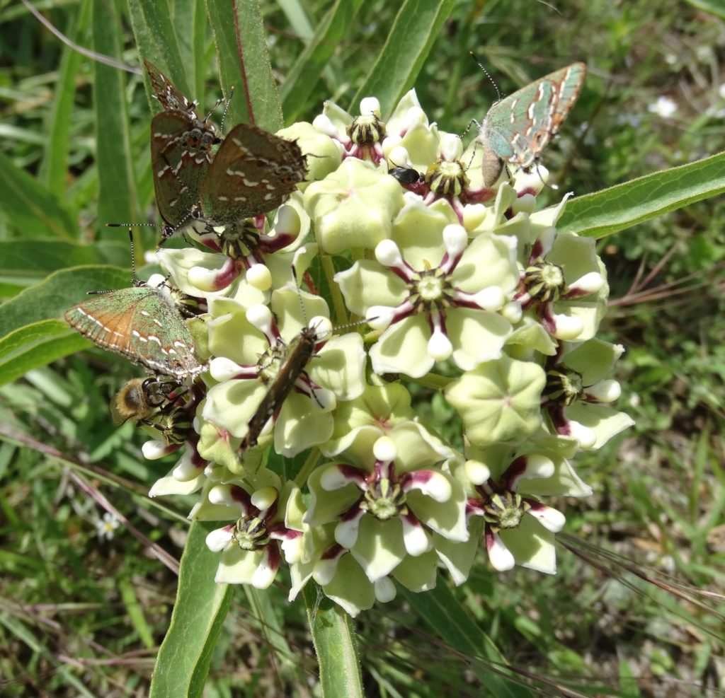 Milkweed flower with several butterflies and bees.