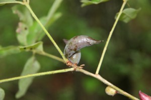 Insect Galls on Stem
