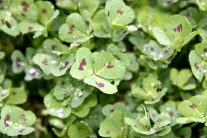 Spotted Burr Clover