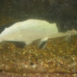 Black and white catfish caught at Lake Arrowhead (currently living in the River Bend Conservatory pond)