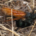 Tarantula hawk (or wasp) apparently laying eggs