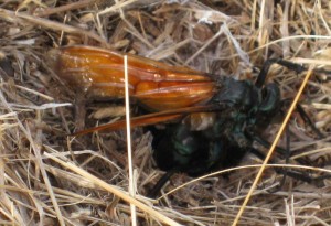 Tarantula hawk (or wasp) apparently laying eggs