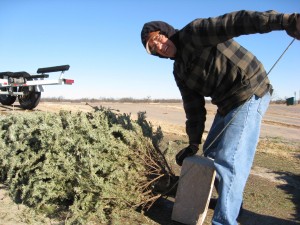 Fish Habitat Help Jim tying concrete blocks to Christmas trees to be "recycled" by dumping them into area lakes to provide habitat.