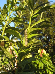 Monarch butterfly caterpillars feeling on milkweed near sunset.