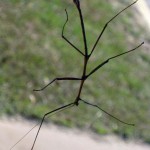 Walking Stick on a window at the station at the entrance to Lake Arrowhead State Park