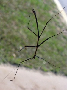 Walking Stick on a window at the station at the entrance to Lake Arrowhead State Park