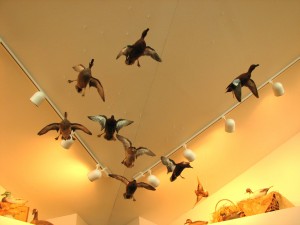 Ducks "flying" inside the new Hacberry Flats Visitor Center.