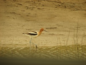 American Avocet wading in a flooded canal.