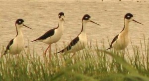 Birds watching birdwatchers!