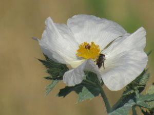 Native Bee on White Prickly Poppy flower