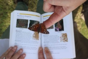 Hackberry Butterfly