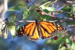 Monarch butterfly